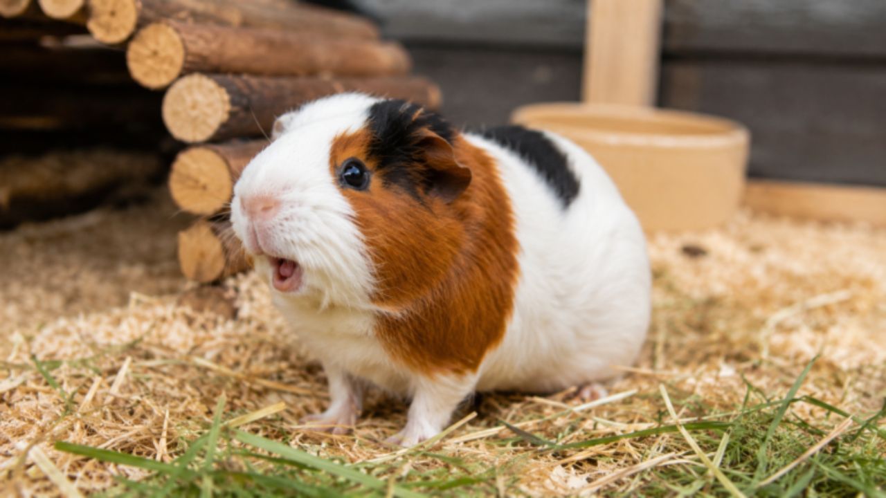 guinea pig making noises and sounds guide paradise pets swindon
