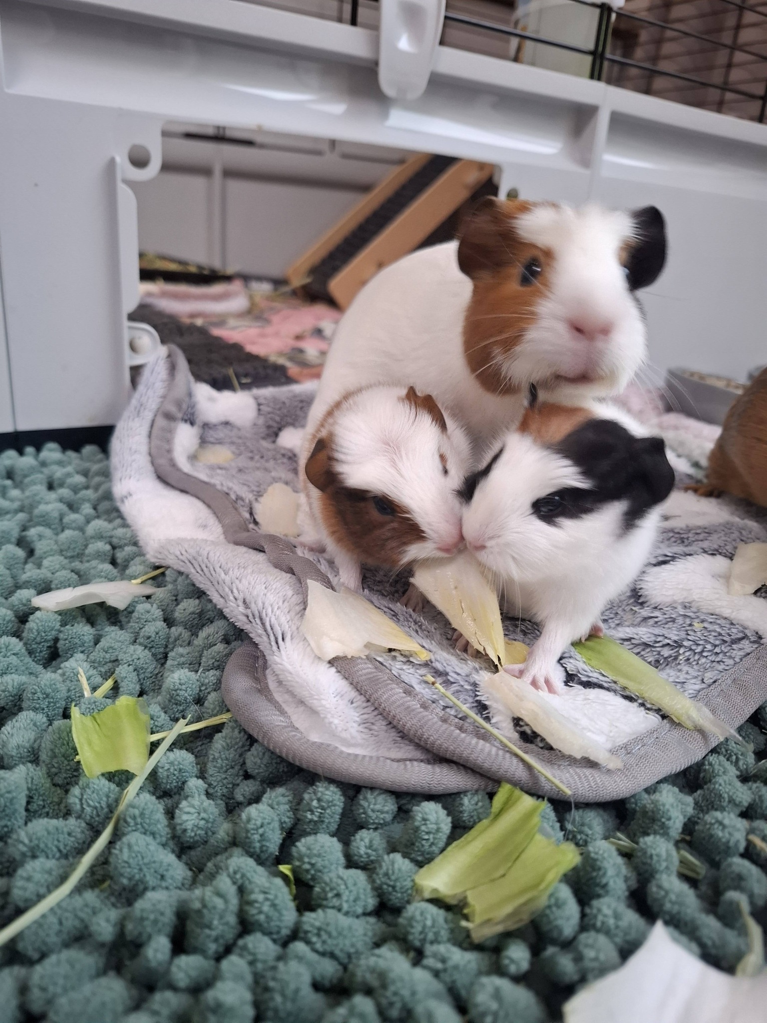 guinea pig mother with young pups in nest cooing softly