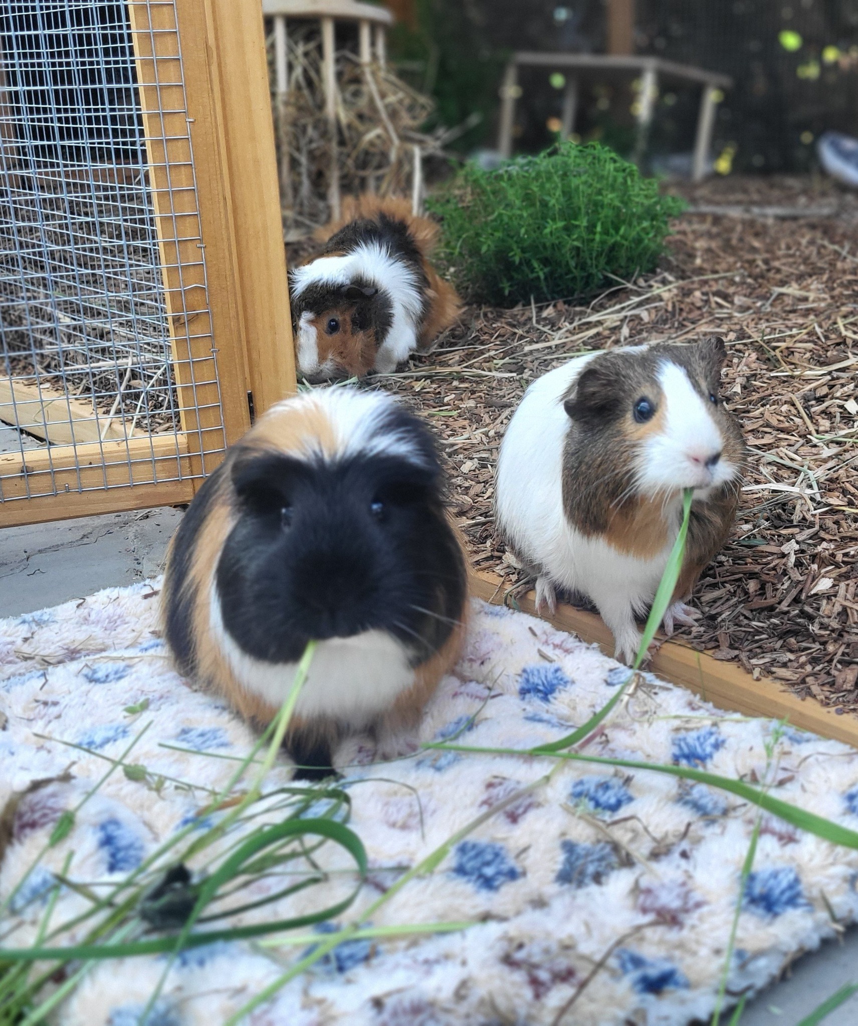 guinea pig wheeking loudly at cage front waiting for food uk pet shop