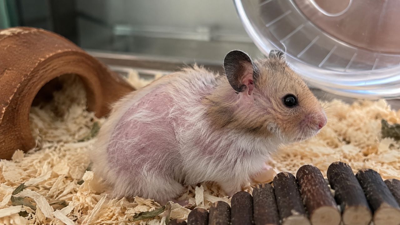 hamster losing hair