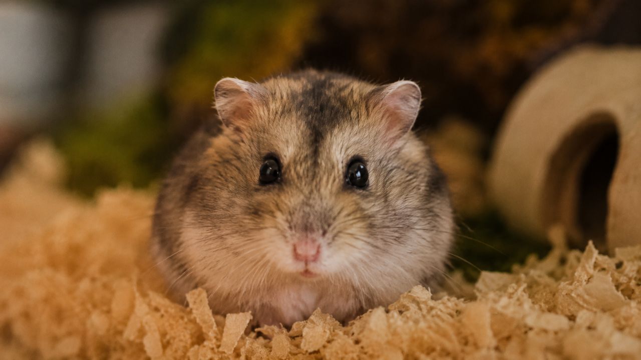 hamsters good pets for kids UK