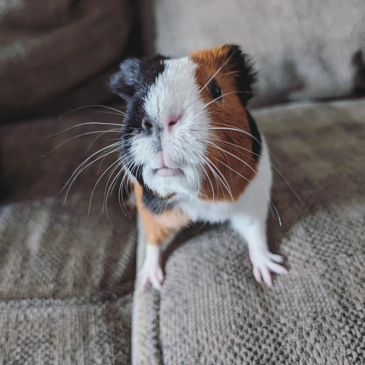 happy guinea pig exploring enclosure chutting contentedly paradise pets swindon