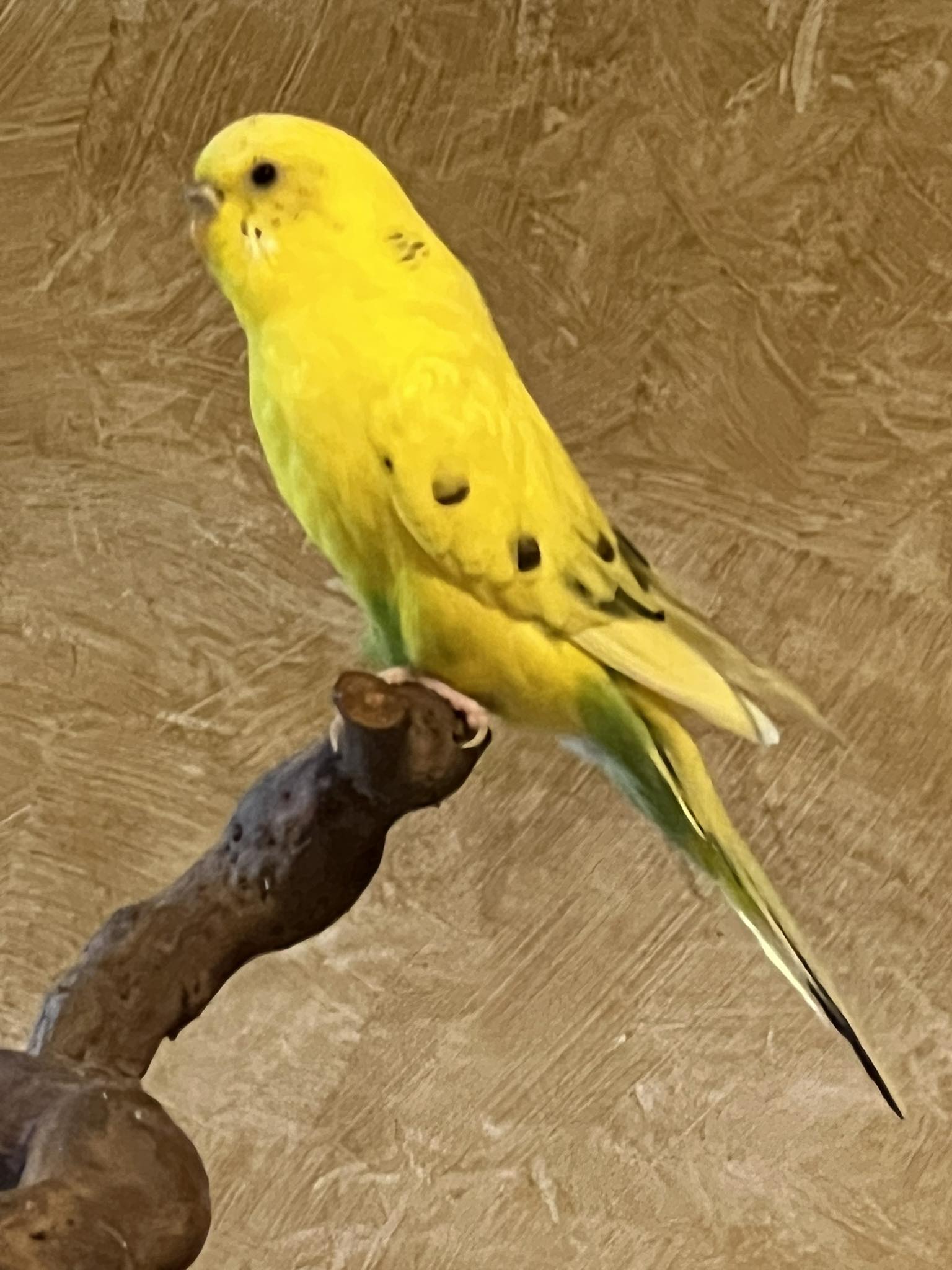 healthy active budgie on perch