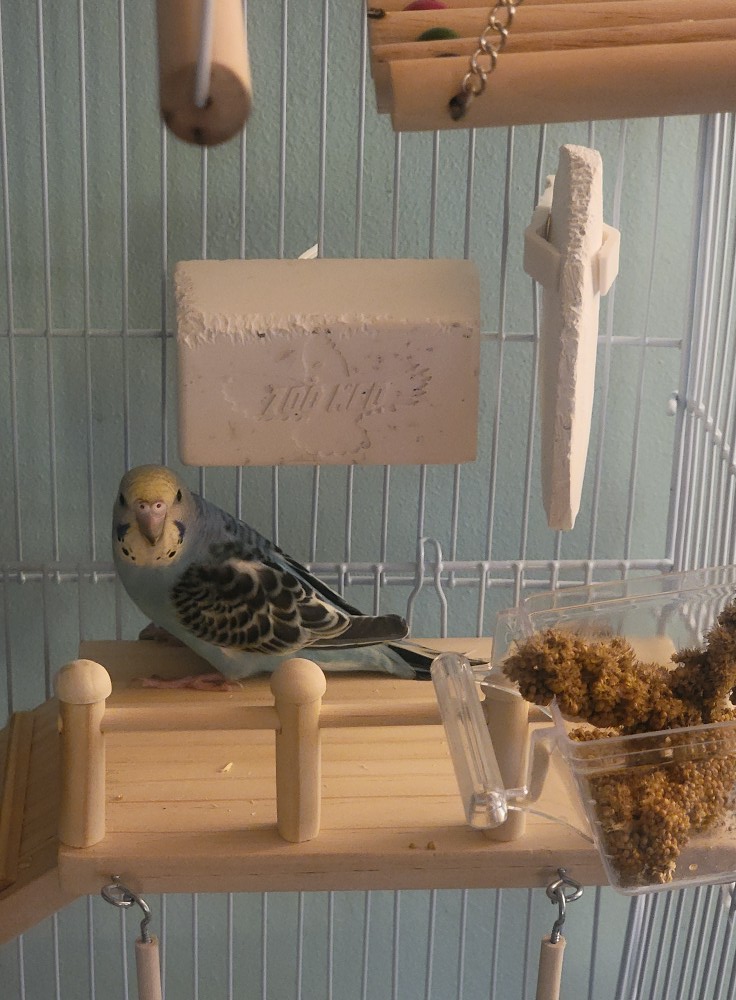 healthy budgie Paradise Pets Swindon