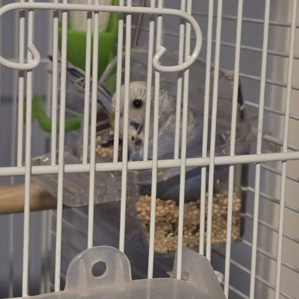healthy budgie eating from food bowl