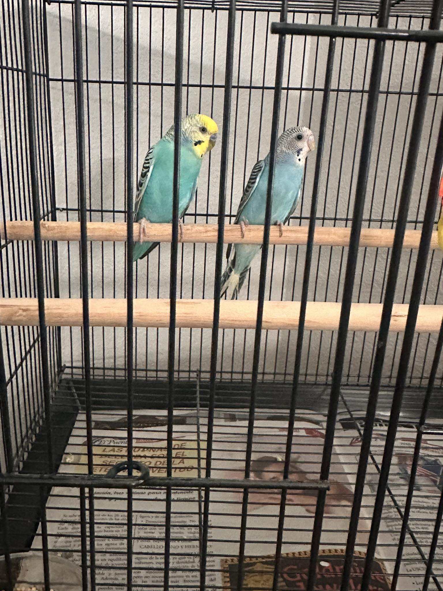 healthy budgie in spacious well-set-up cage