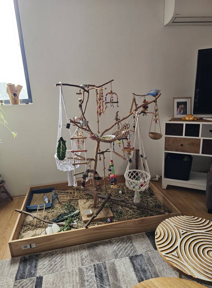 healthy budgie on perch paradise pets uk