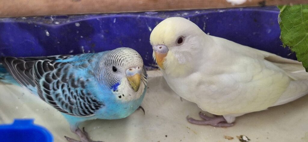 healthy budgie with full glossy plumage