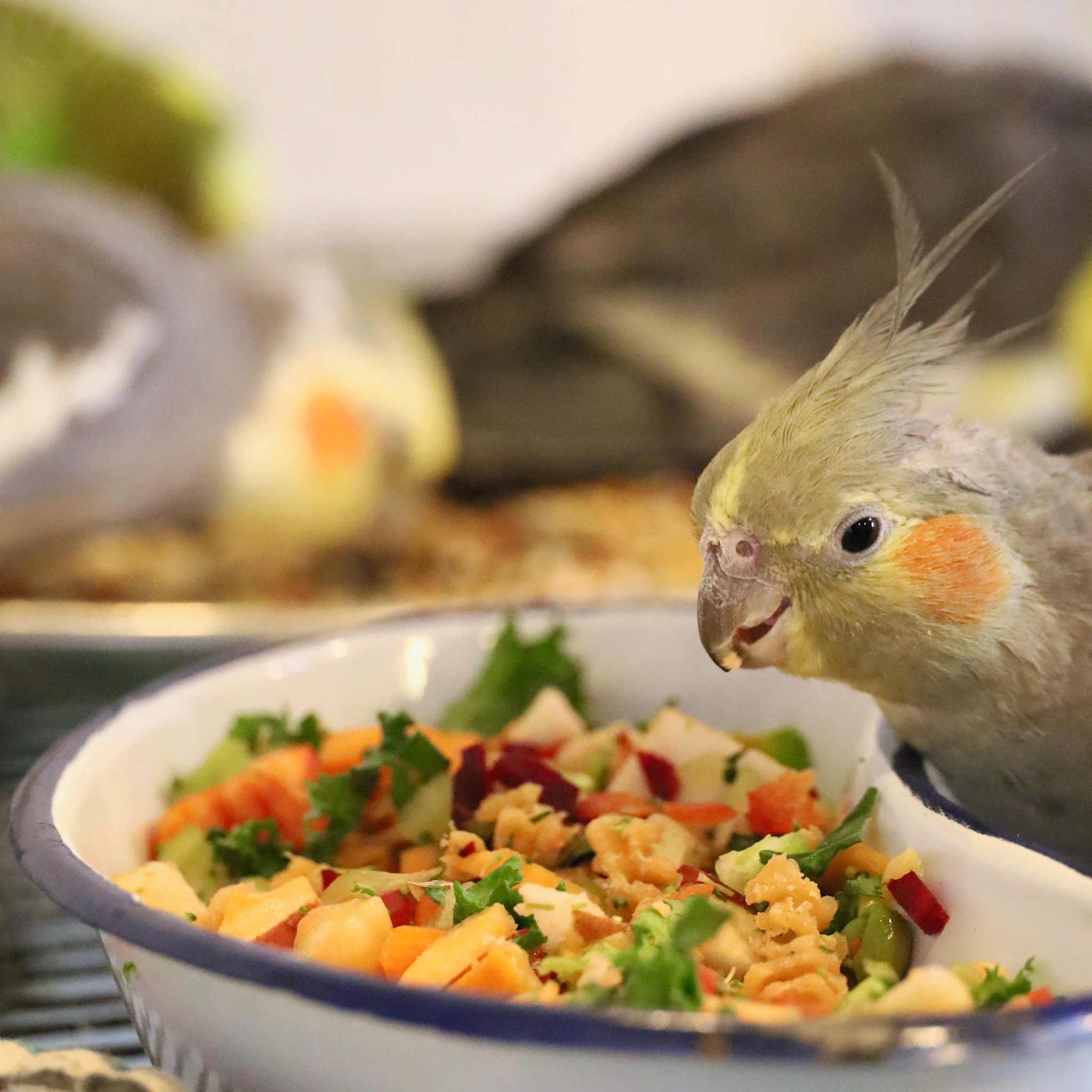 healthy cockatiel eating from food bowl