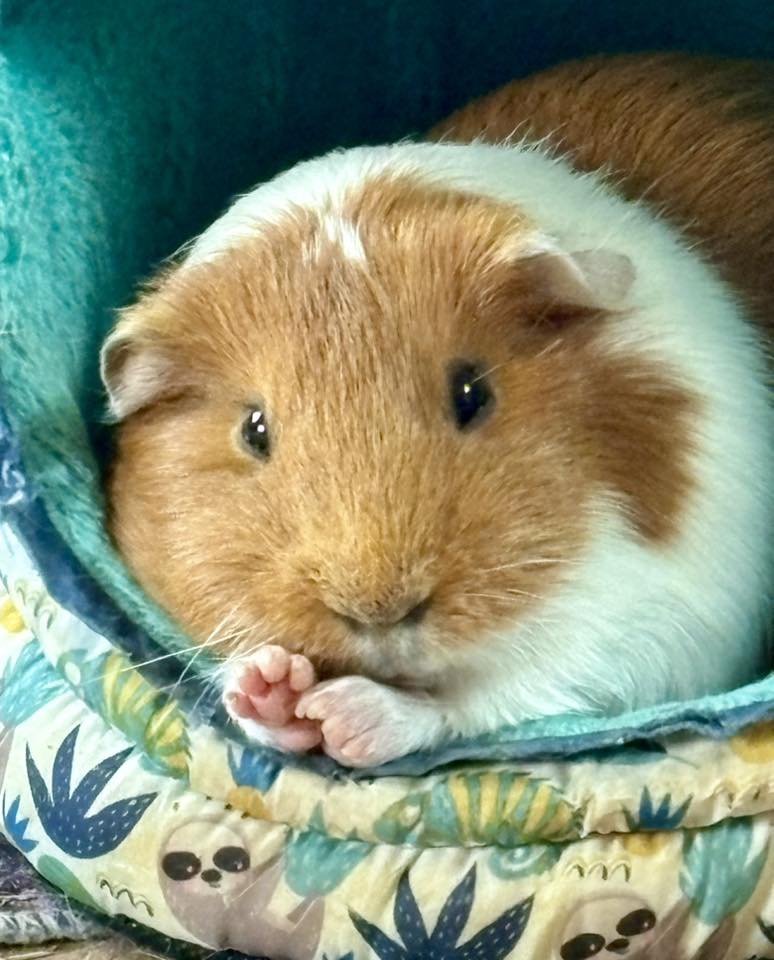 healthy guinea pig with full glossy coat