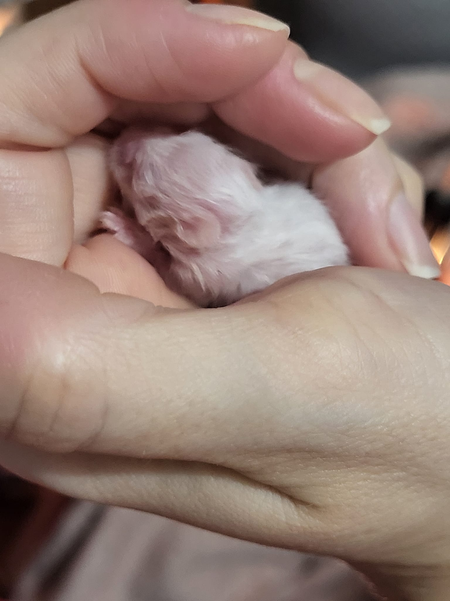 healthy hamster with full coat in clean enclosure