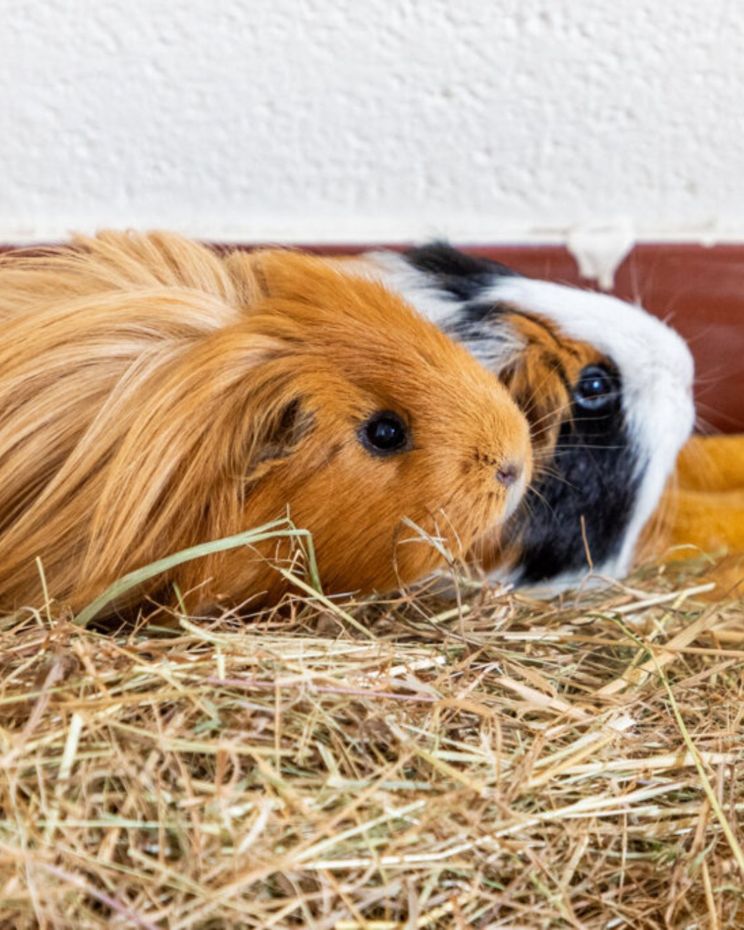 healthy pair of guinea pigs together in properly sized uk hutch paradise pets