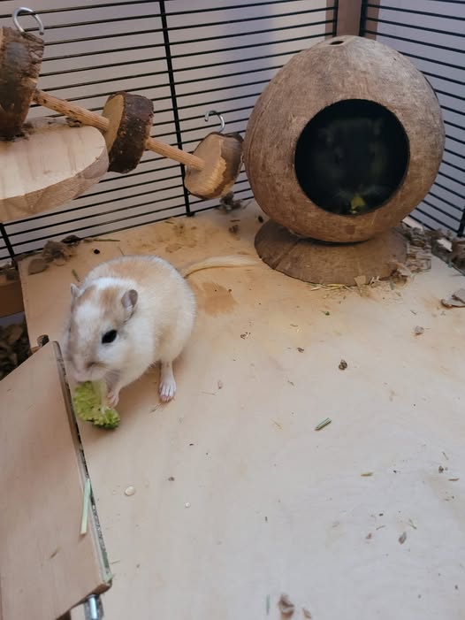 lone gerbil sitting alone in tank
