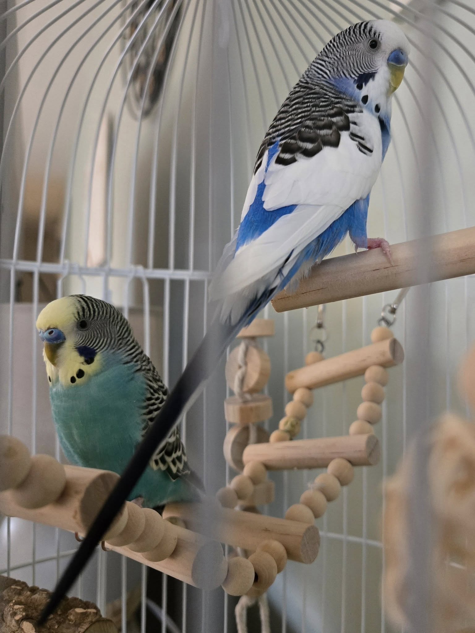 new budgie settling into cage at home