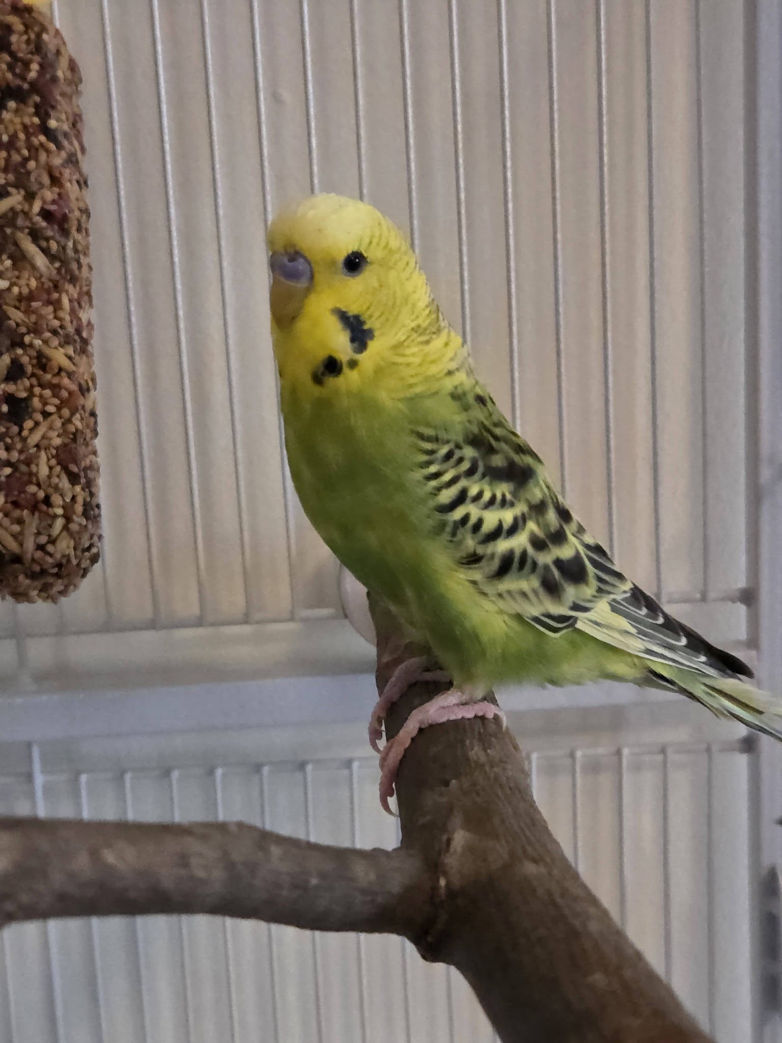 non-stick pan fumes danger for budgies