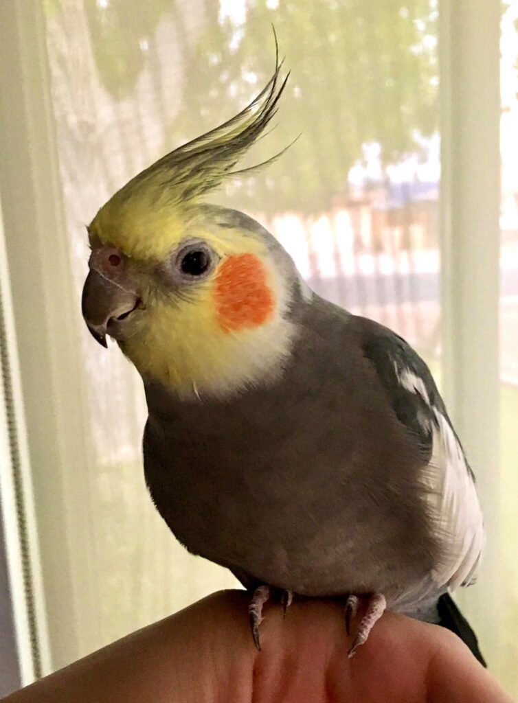 older child with cockatiel on shoulder