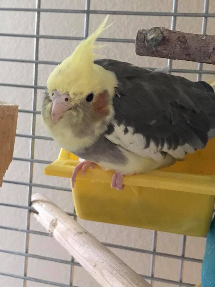older cockatiel resting calmly on wide perch