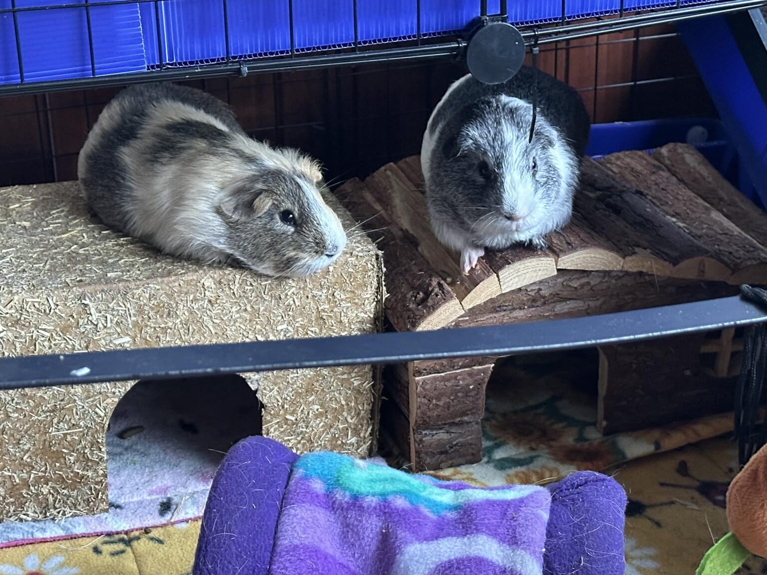 How Long Do Guinea Pigs Live? UK Owner's Honest Guide From 35 Years