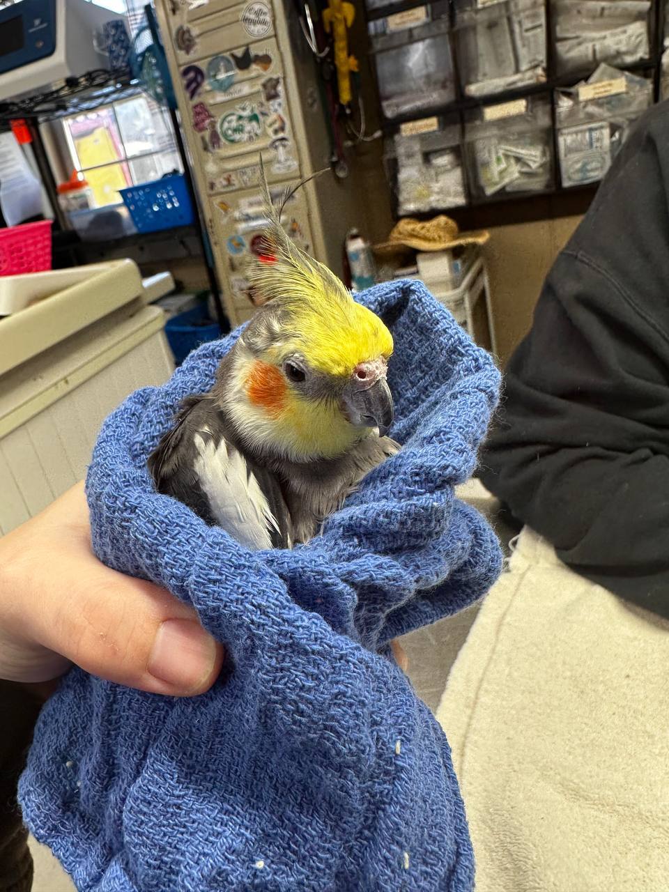 owner checking cockatiel keel bone