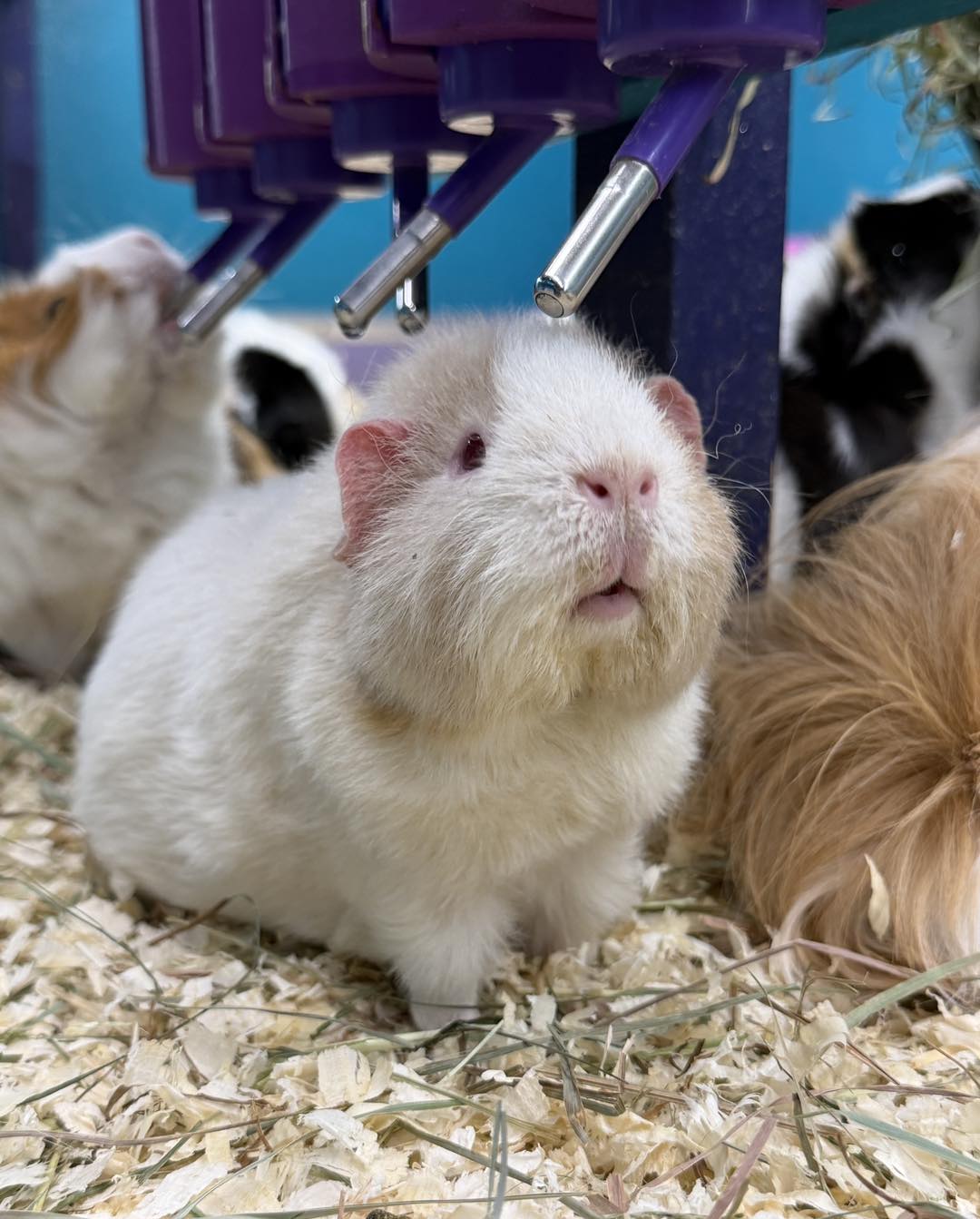 owner checking guinea pig skin and fur