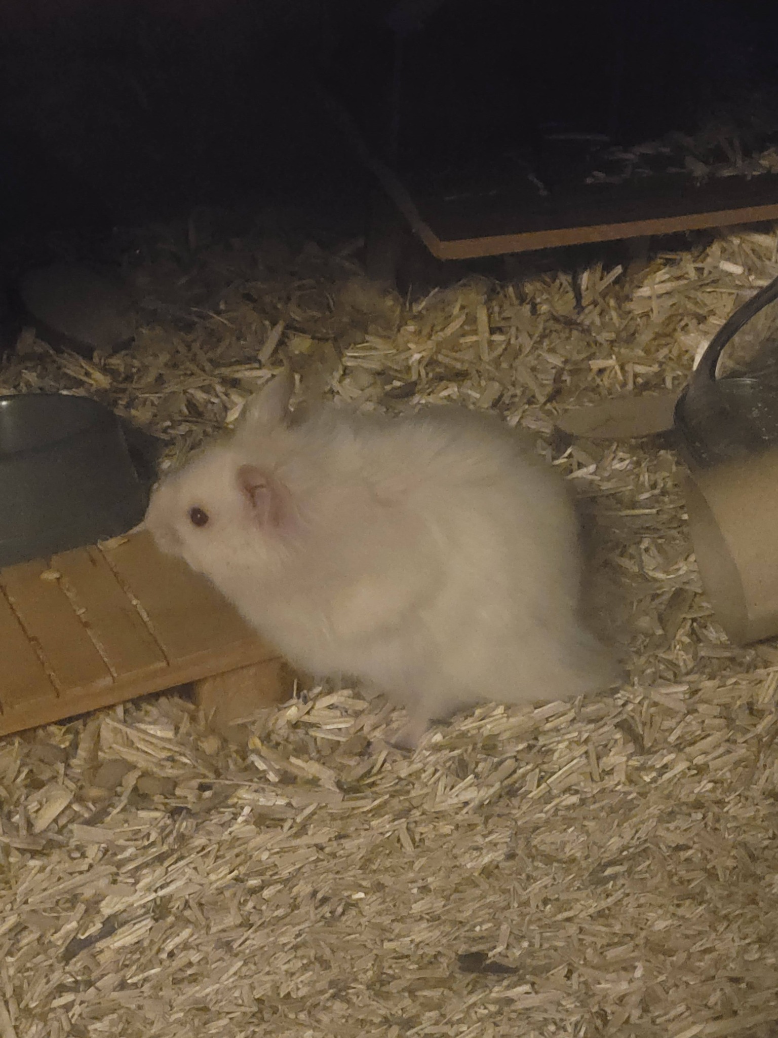 owner checking hamster fur and skin