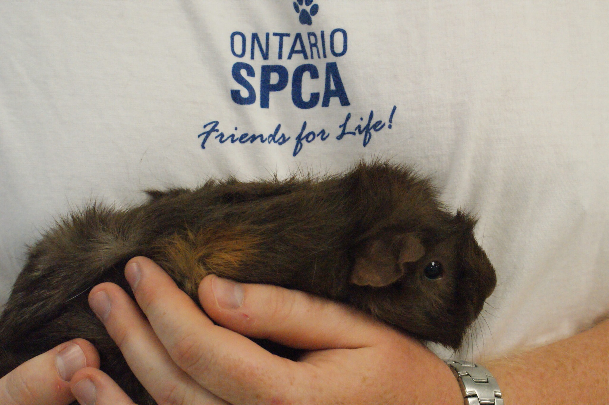 owner gently stroking guinea pig showing contentment purring behaviour