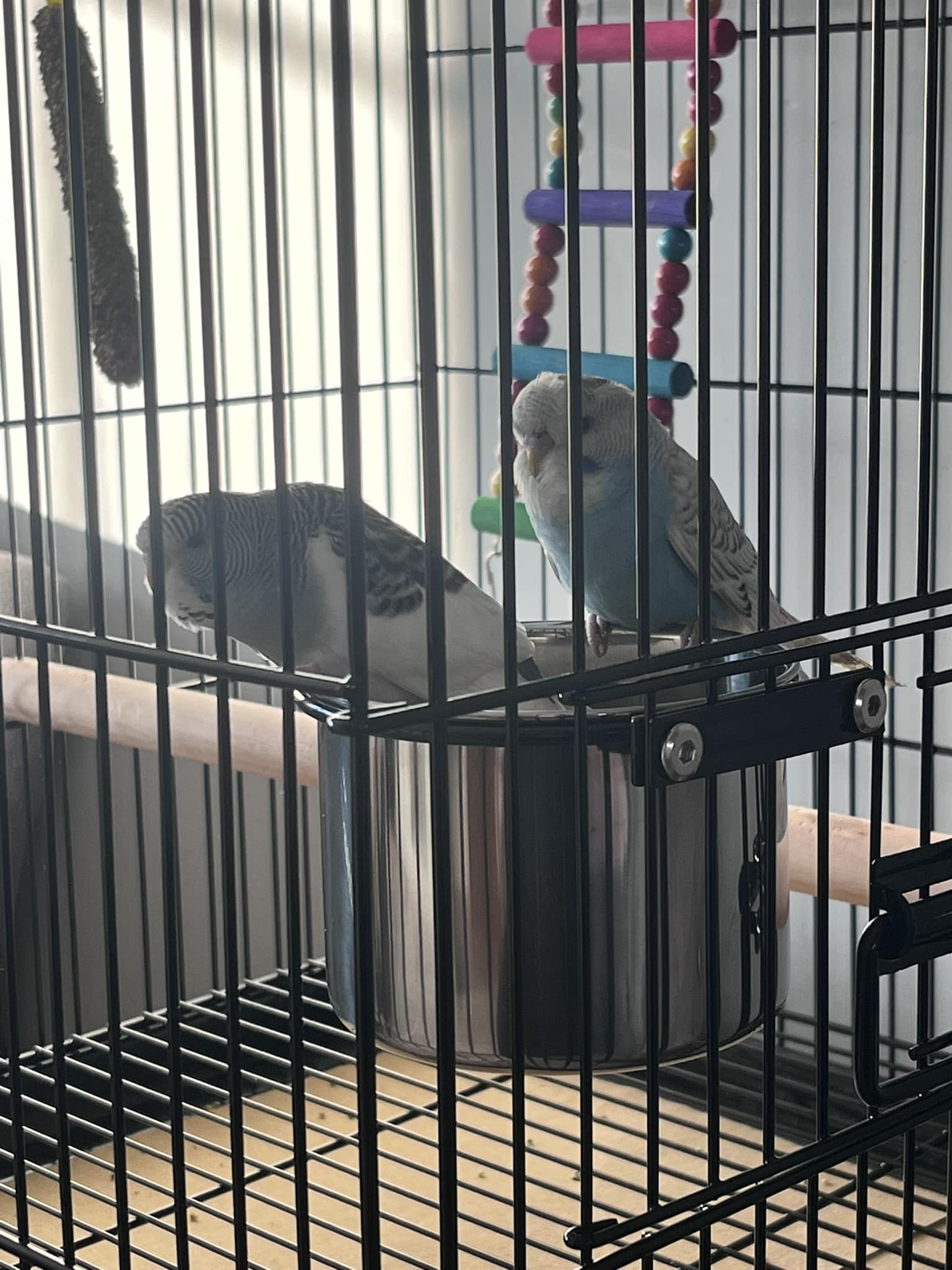 owner observing budgie behaviour closely