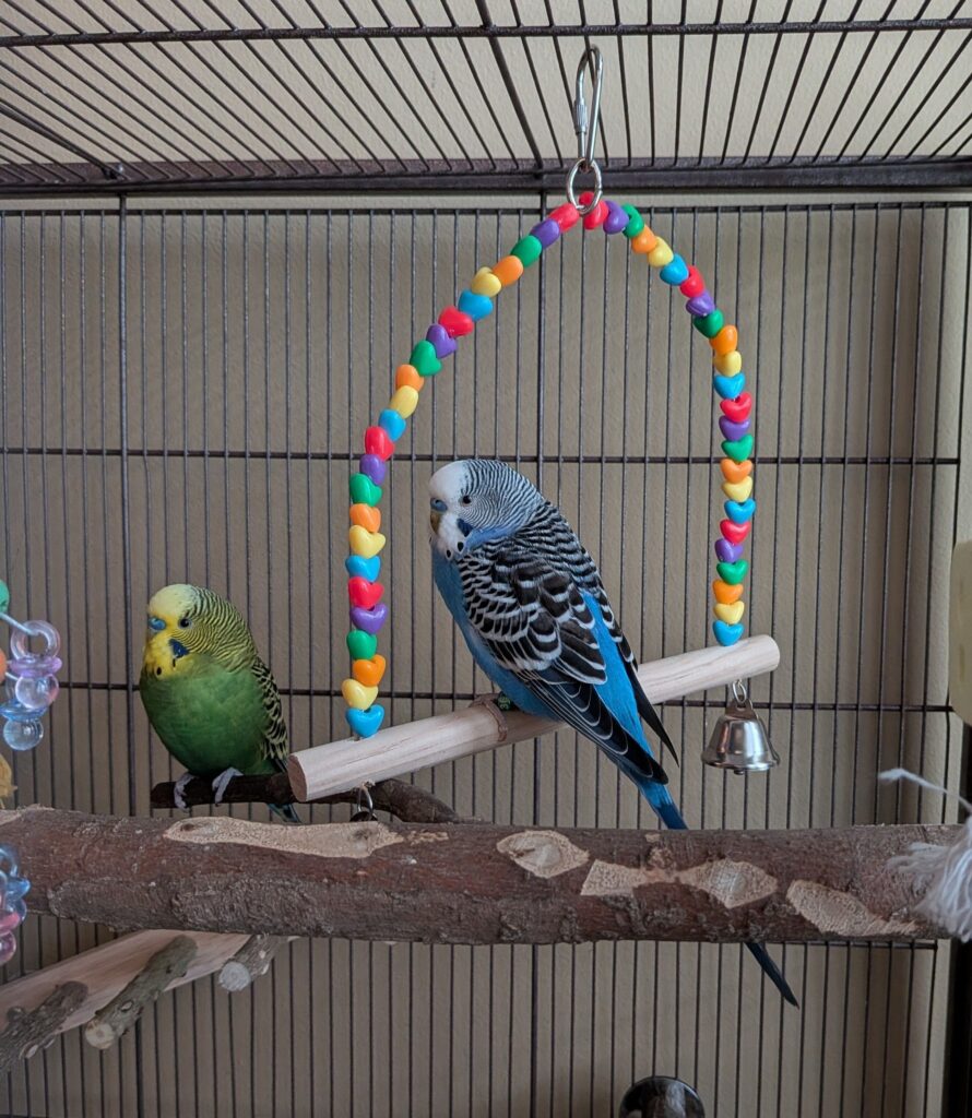  pair of budgies on perch apartment UK