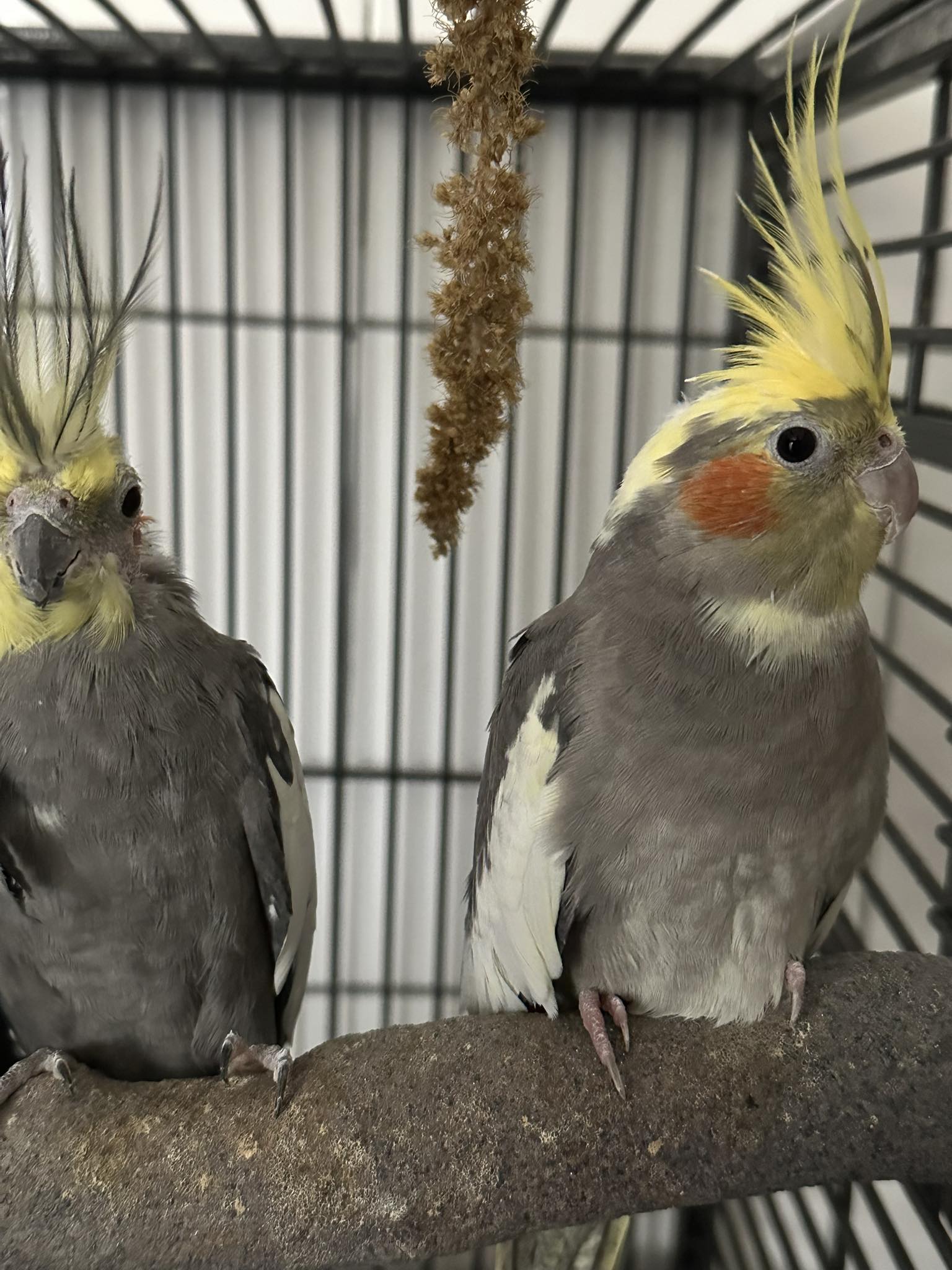 pair of cockatiels in cage paradise pets