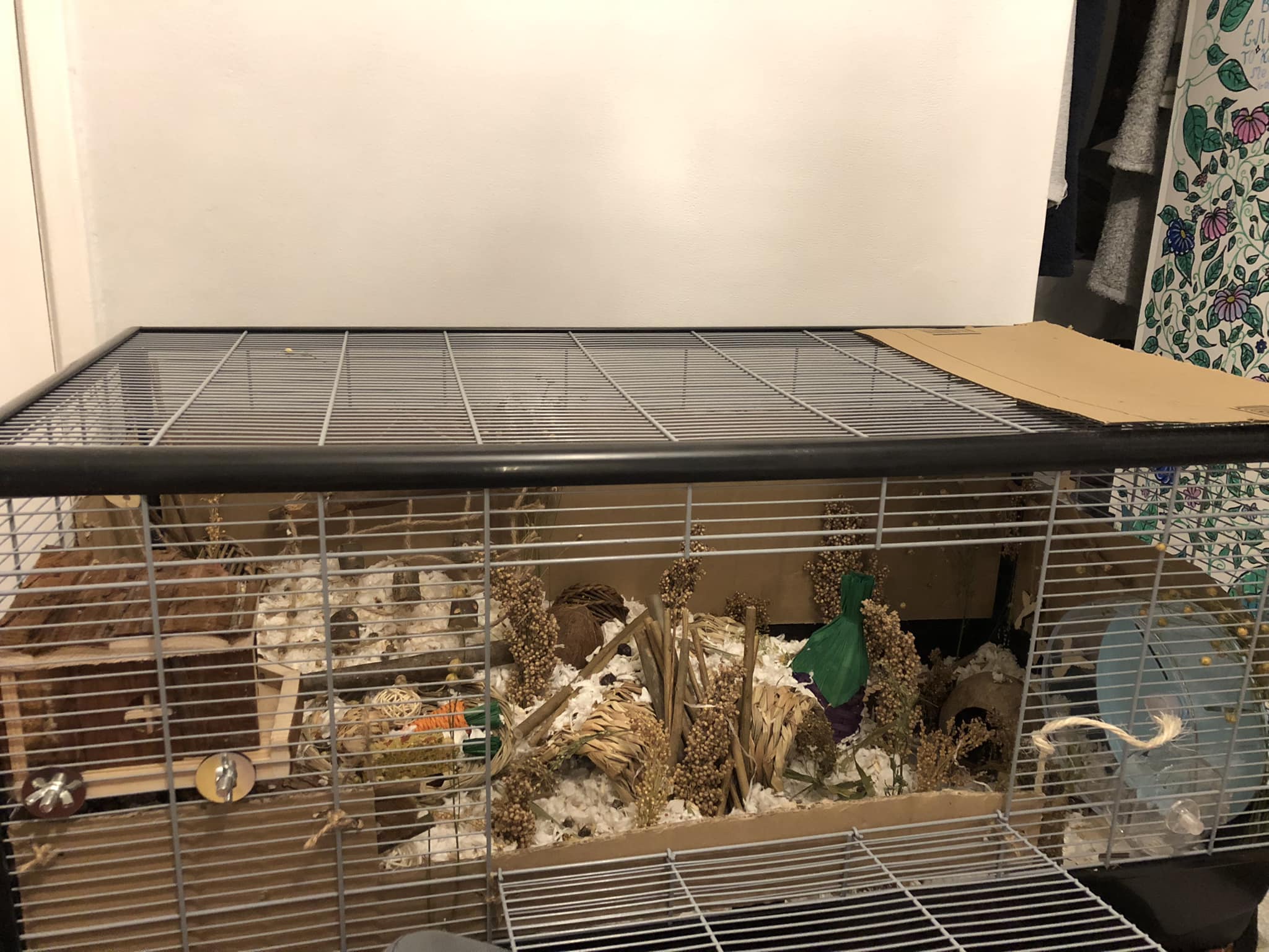 paper-based hamster bedding in clean cage