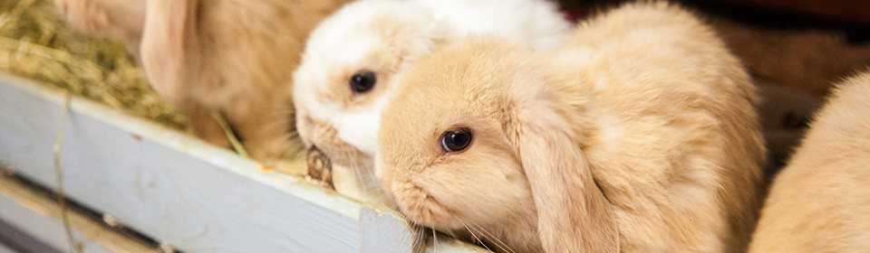 Paradise Pets Swindon — local pet shop for small animals and birds