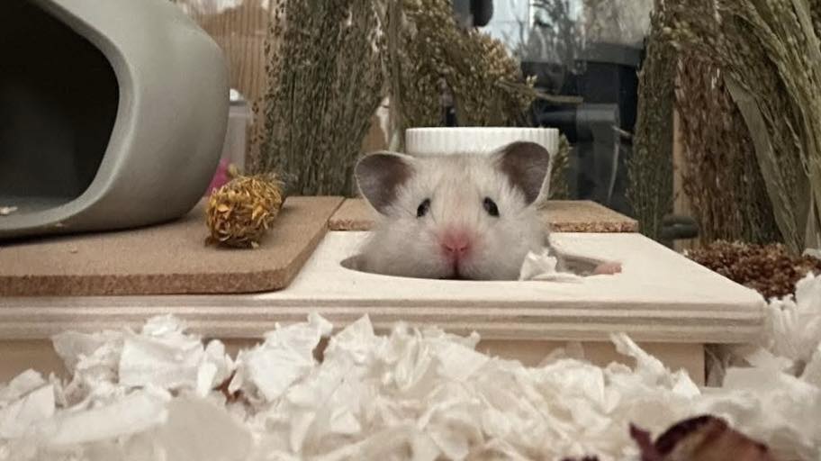 parent and child hamster care UK