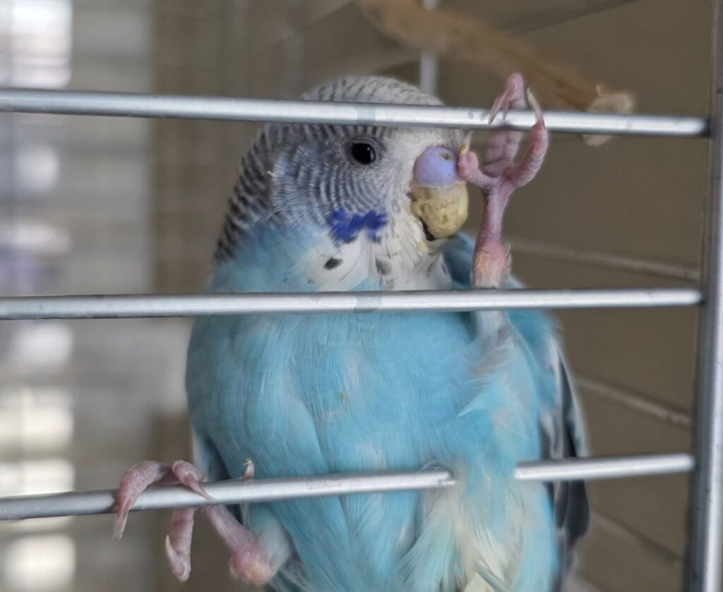 person checking on budgie while owner is away
