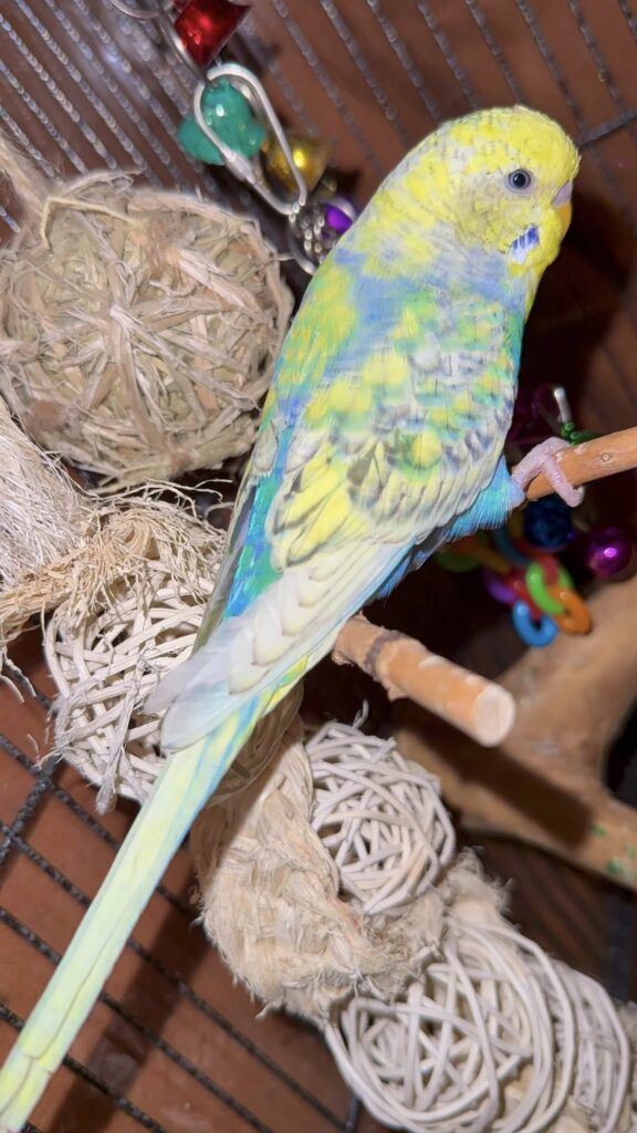 pied budgie colours uk paradise pet