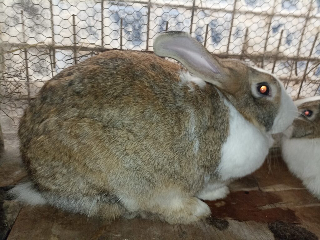 pregnant rabbit nesting in hutch UK