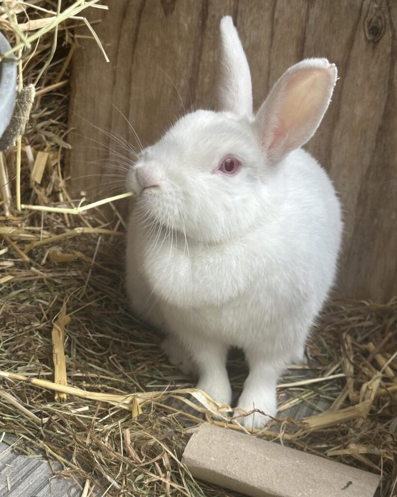 rabbit eating hay Paradise Pets Swindon