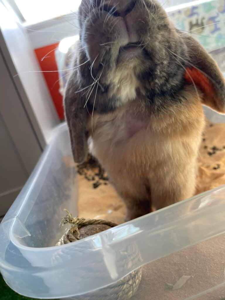 rabbit fur loss mites skin check UK