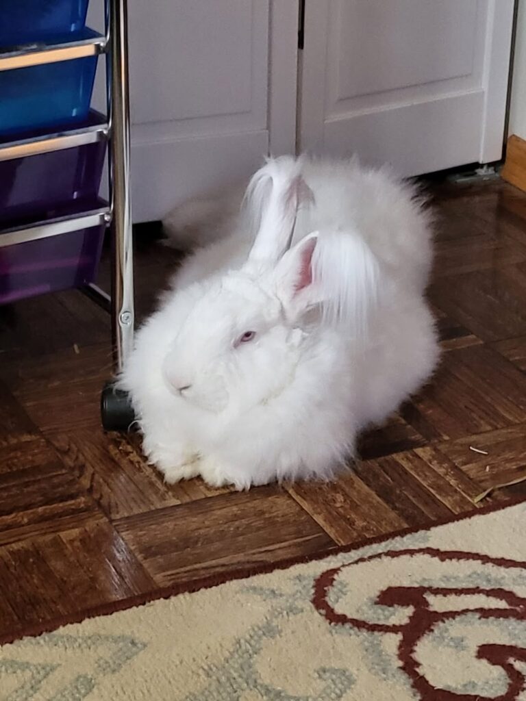 rabbit healthy coat grooming paradise pets