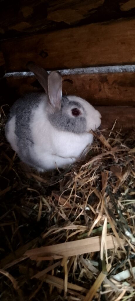 rabbit in hutch stress environment UK