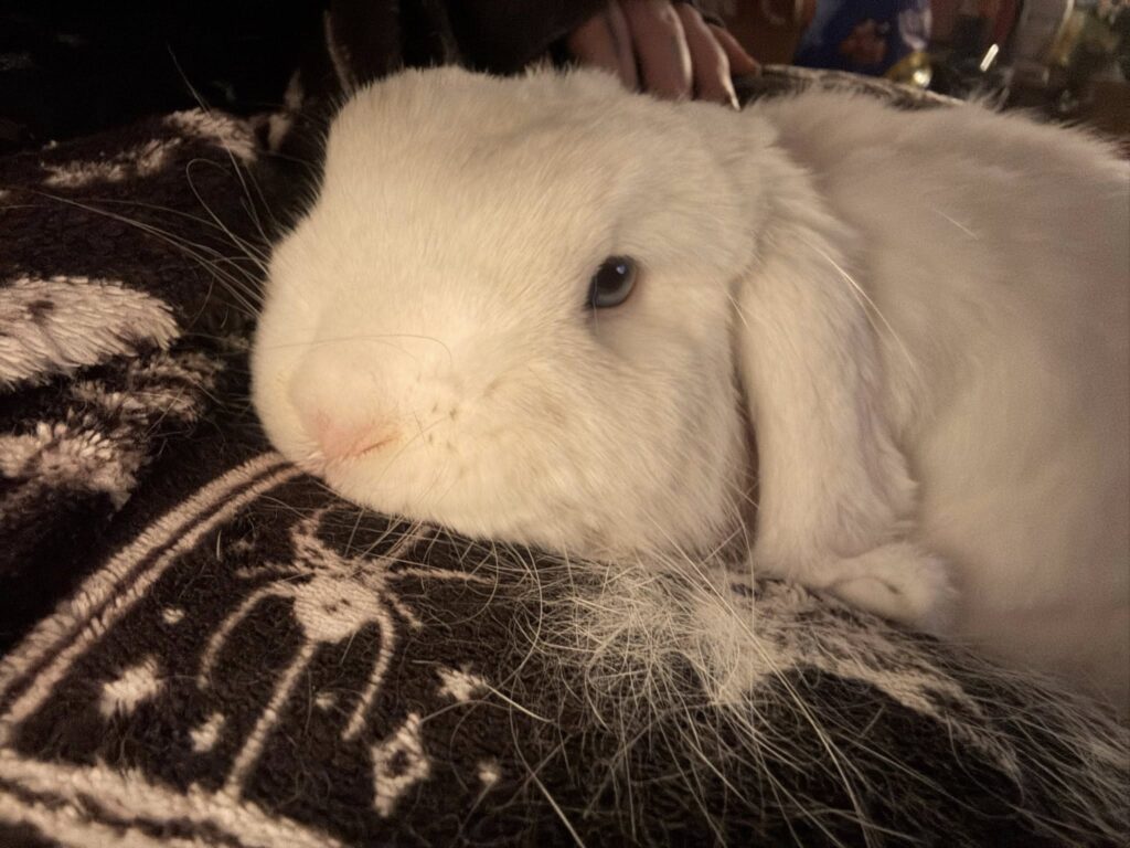 rabbit normal moulting spring uk