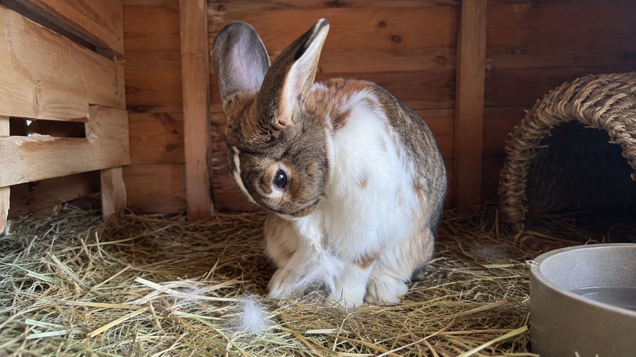 rabbit pulling fur UK owner guide