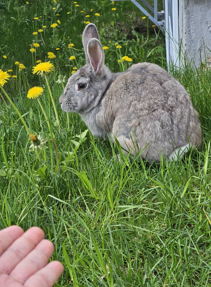  rabbit shedding paradise pets swindon
