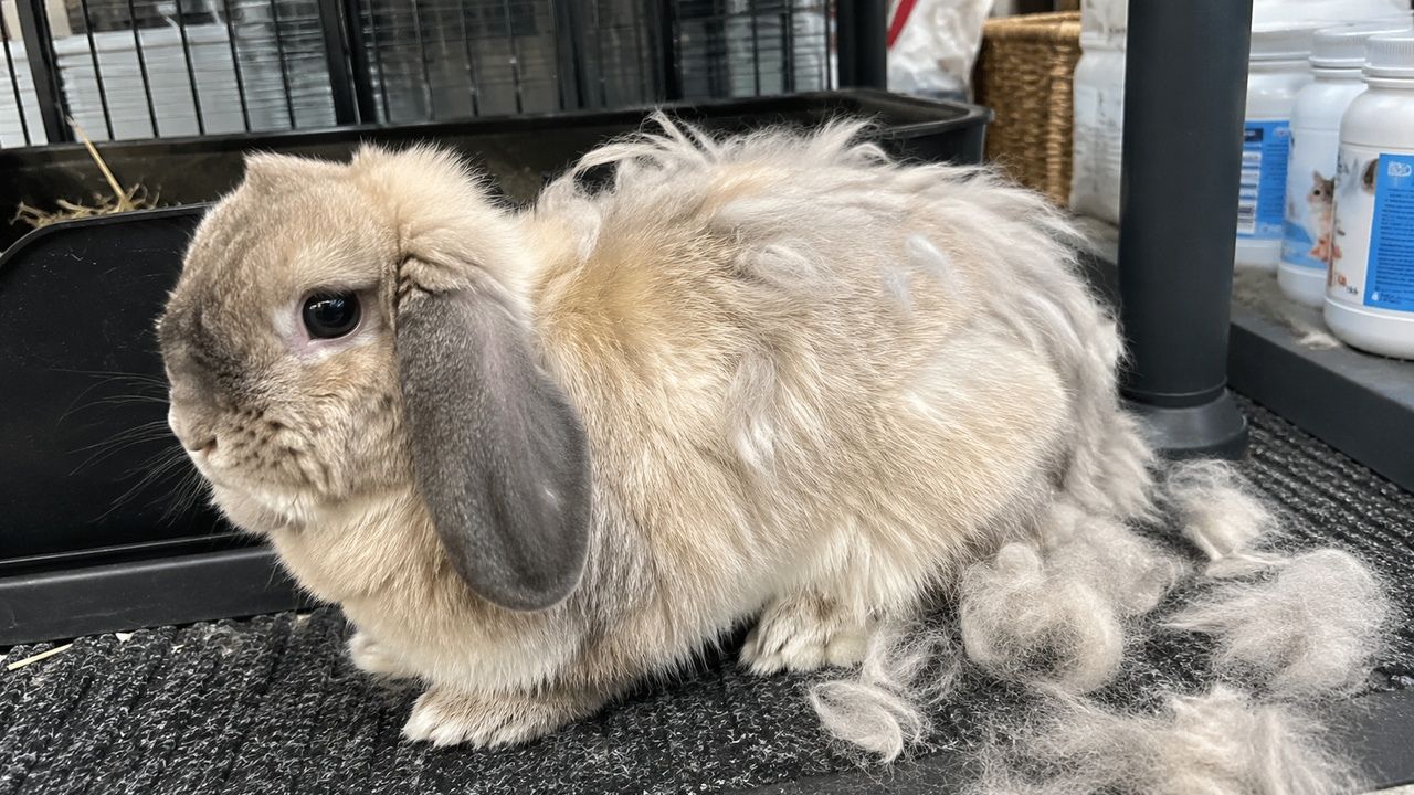 rabbit shedding paradise pets swindon