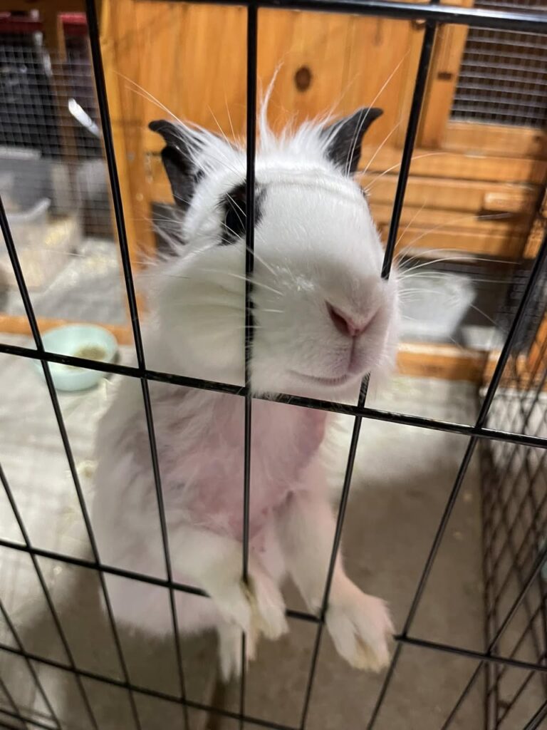 rabbit stress fur pulling hutch uk fb post