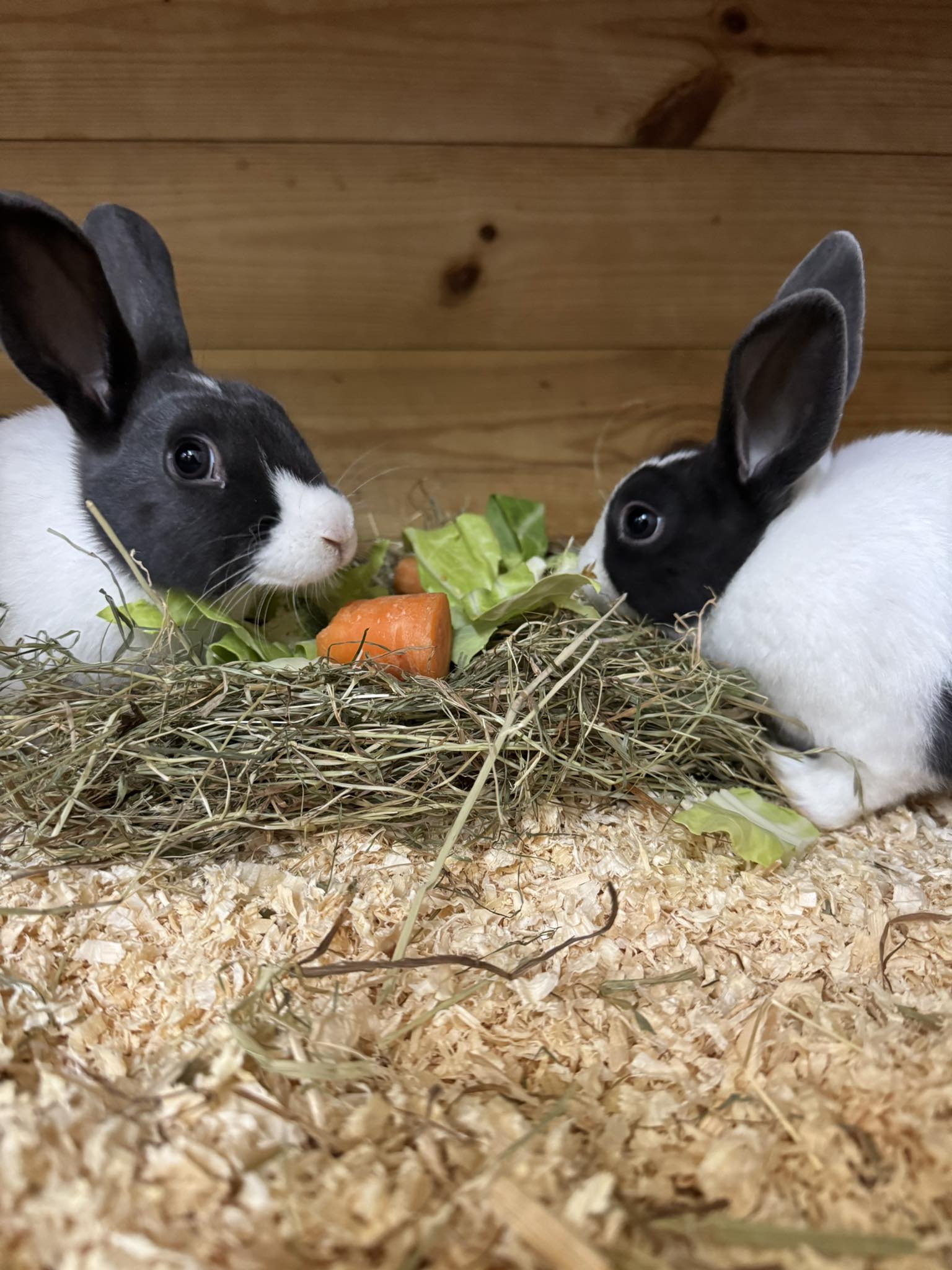 Rabbits eating at Paradise Pets Swindon