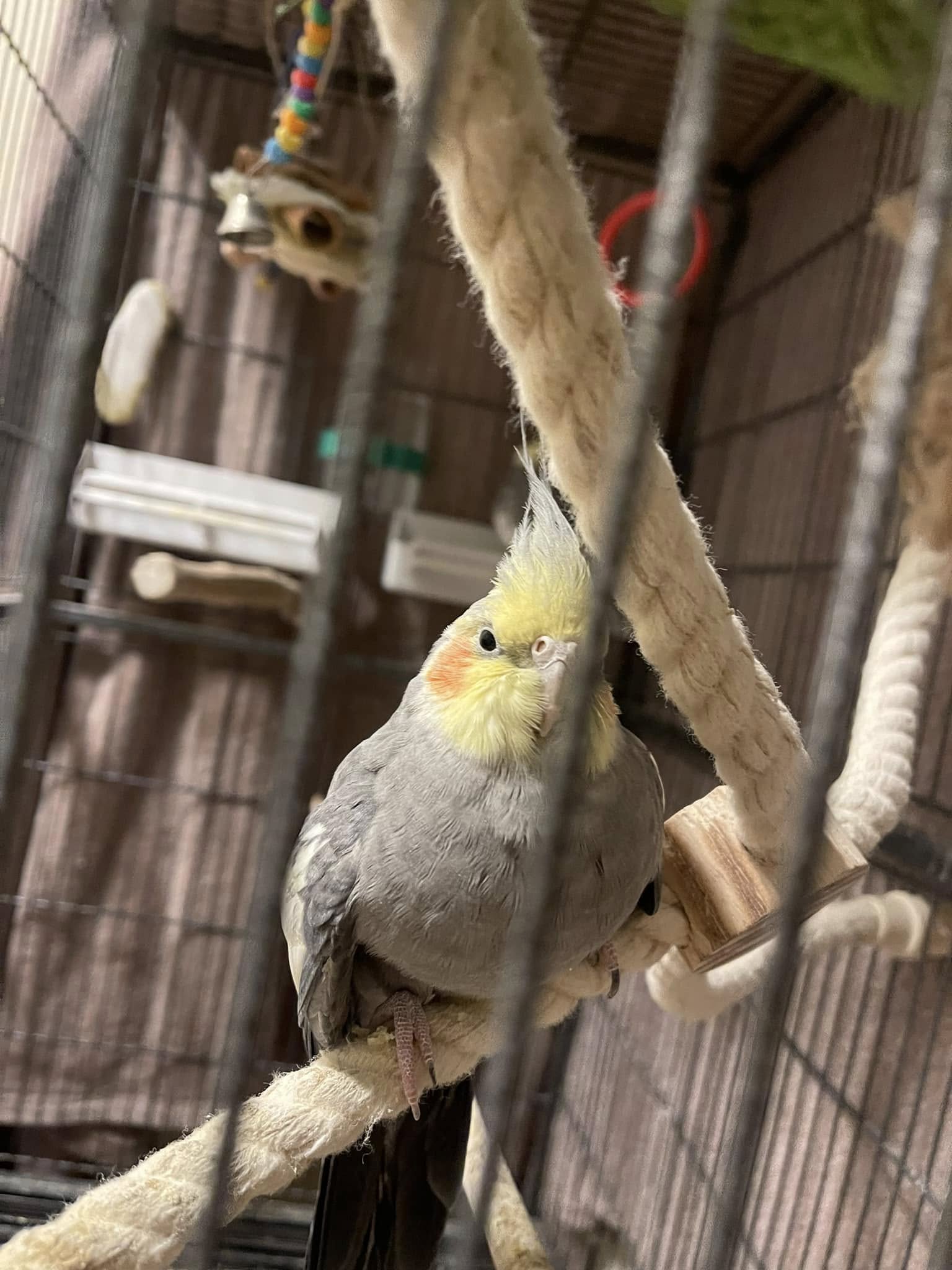sick cockatiel fluffed up uk