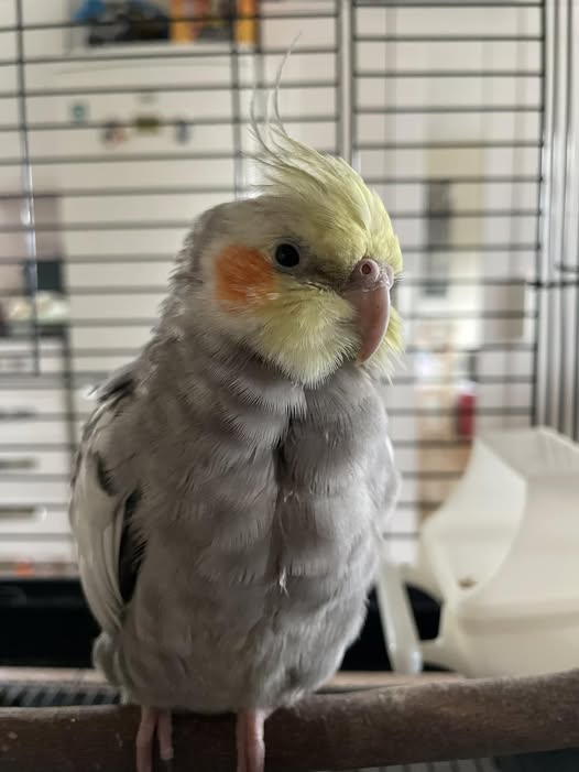 single cockatiel alone in cage uk