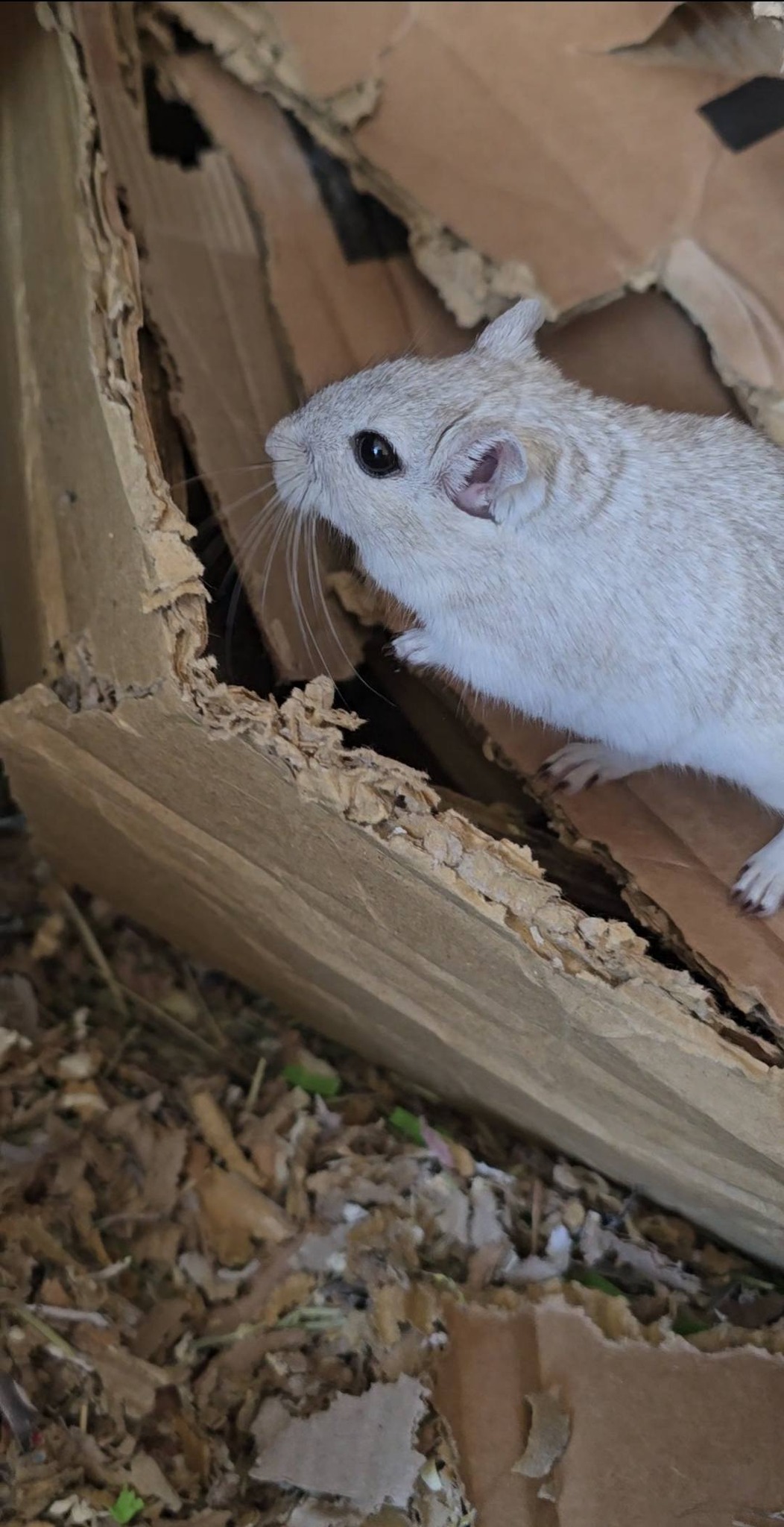 single gerbil alone after losing companion