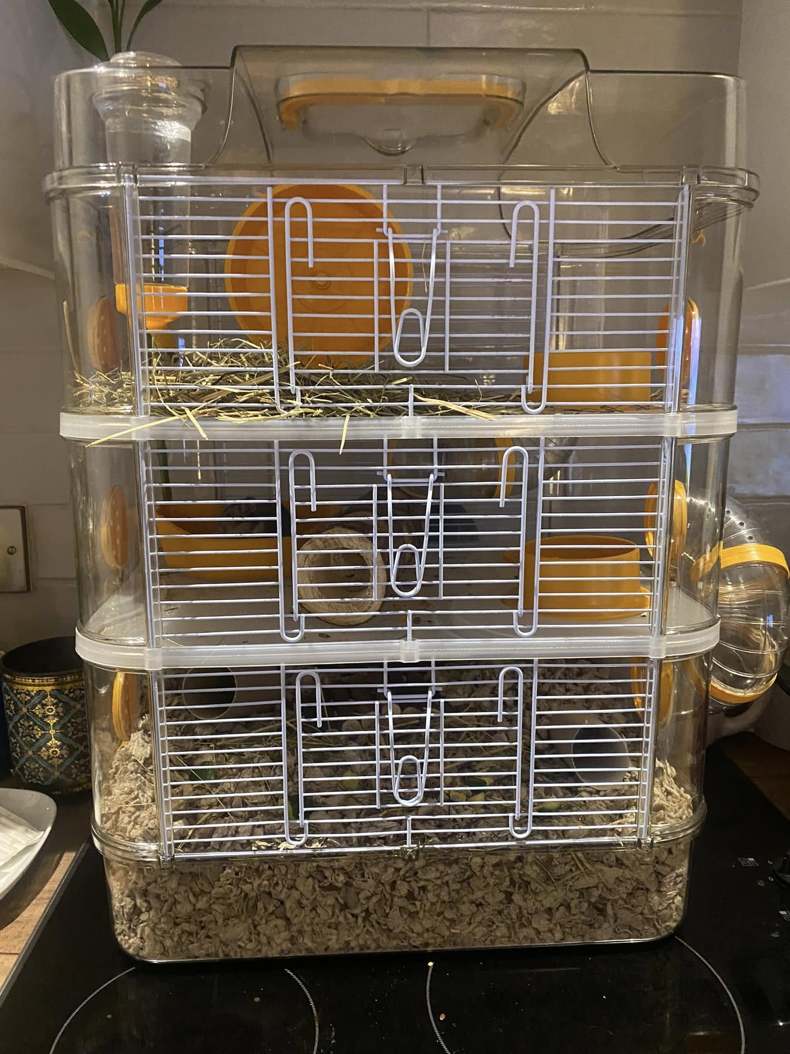 spacious hamster tank with deep bedding and wheel