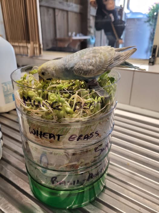 sprouted seeds for budgies